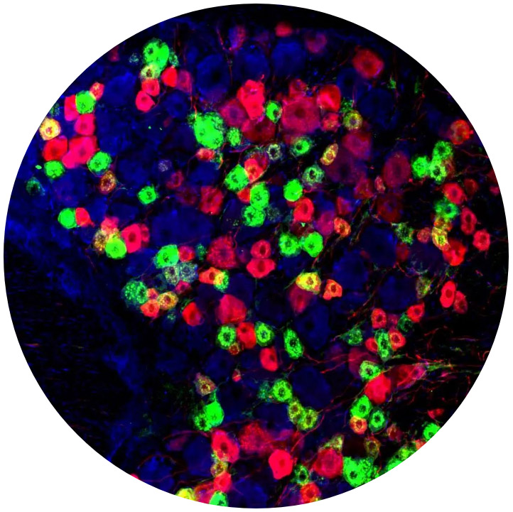 配置多聚甲醛的Protocol 配置多聚甲醛的Protocol